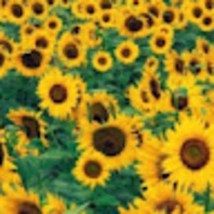 Meet your Posher, Madeline